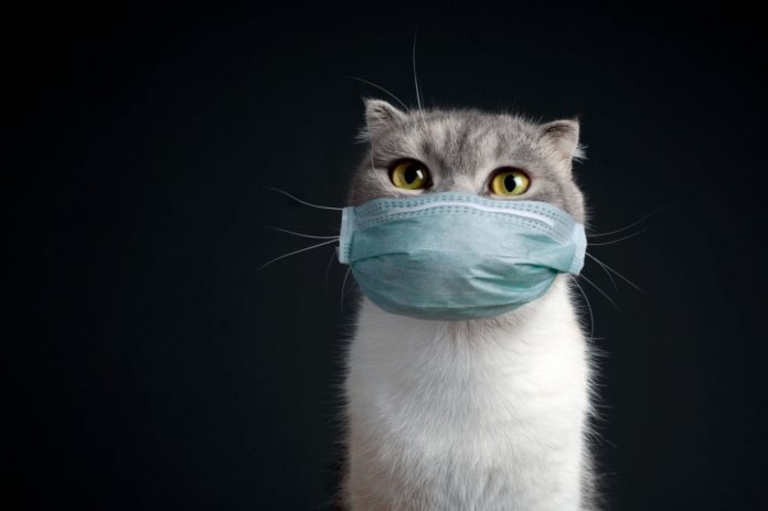 evcil kedi sahibinden koronavirüs
