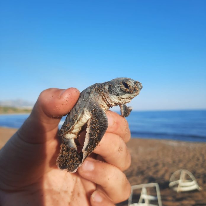 Alagadi sahillinde ilk kaplumbağa yuvası açıldı
