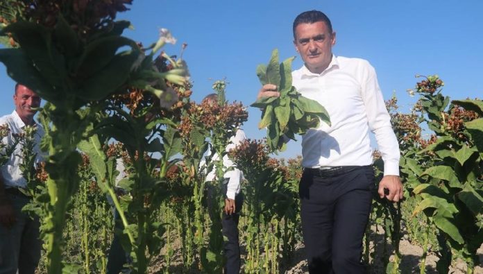 Tarım Bakanı Oğuz tütün hasadını inceledi