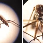 Asya kaplan sivrisineği Girne’de tespit edildi!