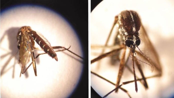 Asya kaplan sivrisineği Girne’de tespit edildi!