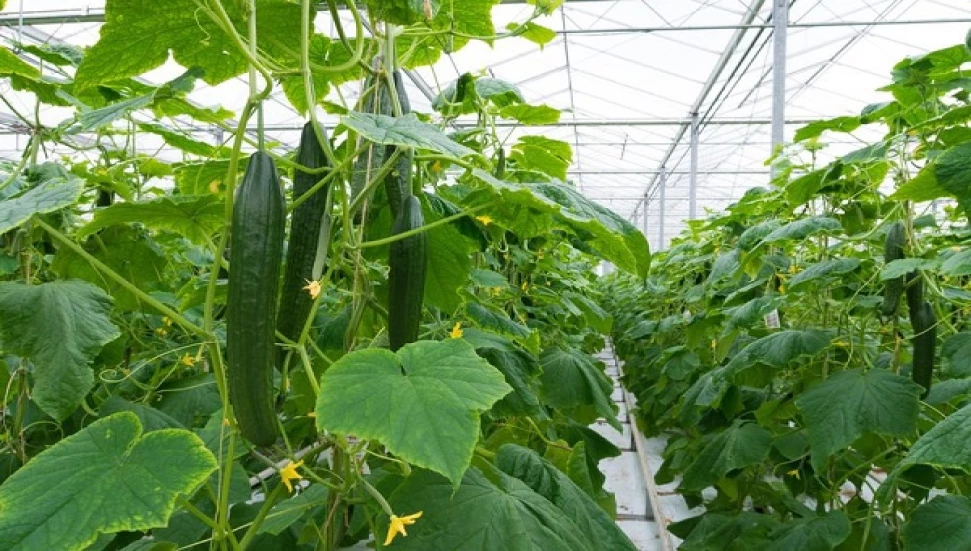 Yerli üretim salatalıkta limit üstü pestisit tespit edildi