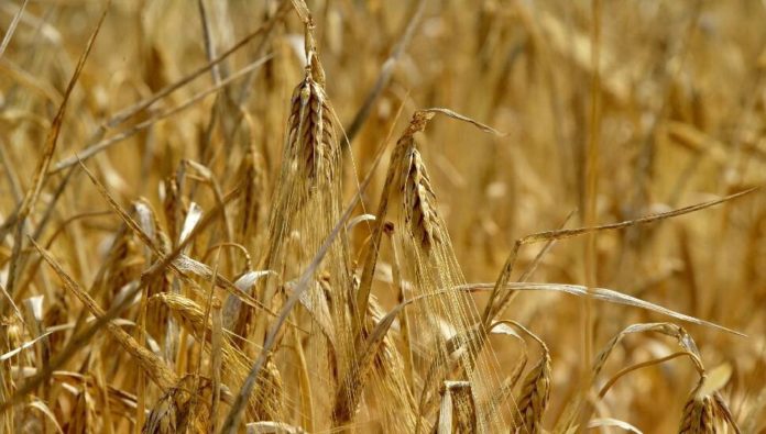 Arpa buğday fiyatları belirlendi: İthal edilecek sertifikalı tohumluğa verilecek destek yükseltildi