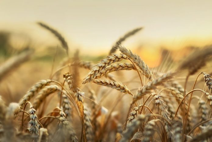 tahıl grain